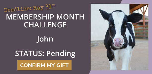 Friend, your Membership Month Challenge status is pending. Confirm your gift. The graphic contains a photo of Safran steer as a calf, facing the camera and licking his nose.