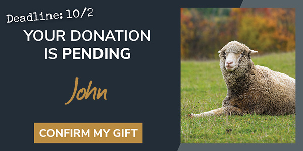 A close-up photo of Elli sheep. The graphic reads, your donation is pending