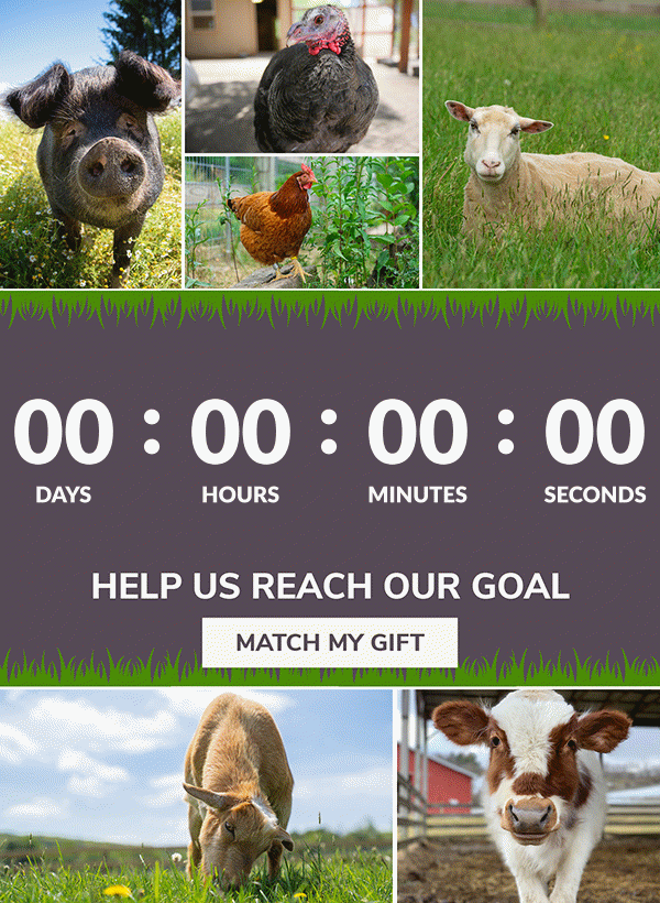 A collage of animal photos. Clockwise from top left, it features Missy pig, Serena turkey, Katherine Helmond hen, Janet goat, Hayes steer, and Hercules goat. The text reads, Help us reach our goal! Match my gift.