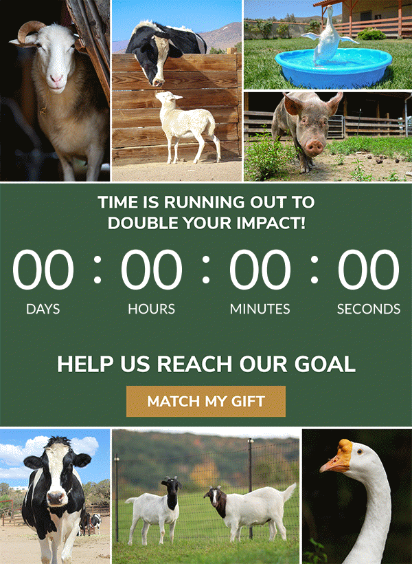 A collage of animals surrounding a countdown clock. Time is running out to double your impact! Help us reach our goal!