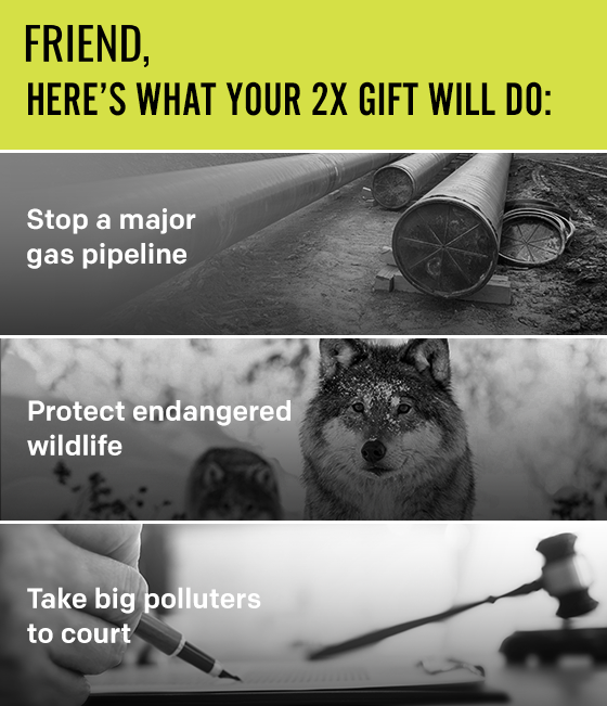 Here's what your 2X Gift will do: Stop a major gas pipeline, protect endangered wildlife,  take big polluters to court