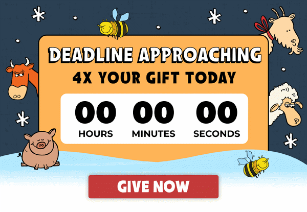 Hours Left to Quadruple Your Gifts to Heifer International